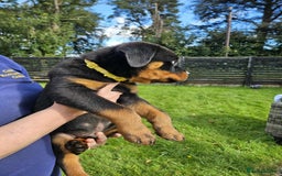 Rottweiler dogs for sale: Gorgeous KC Registered Rottweiler Puppies  - Image 10