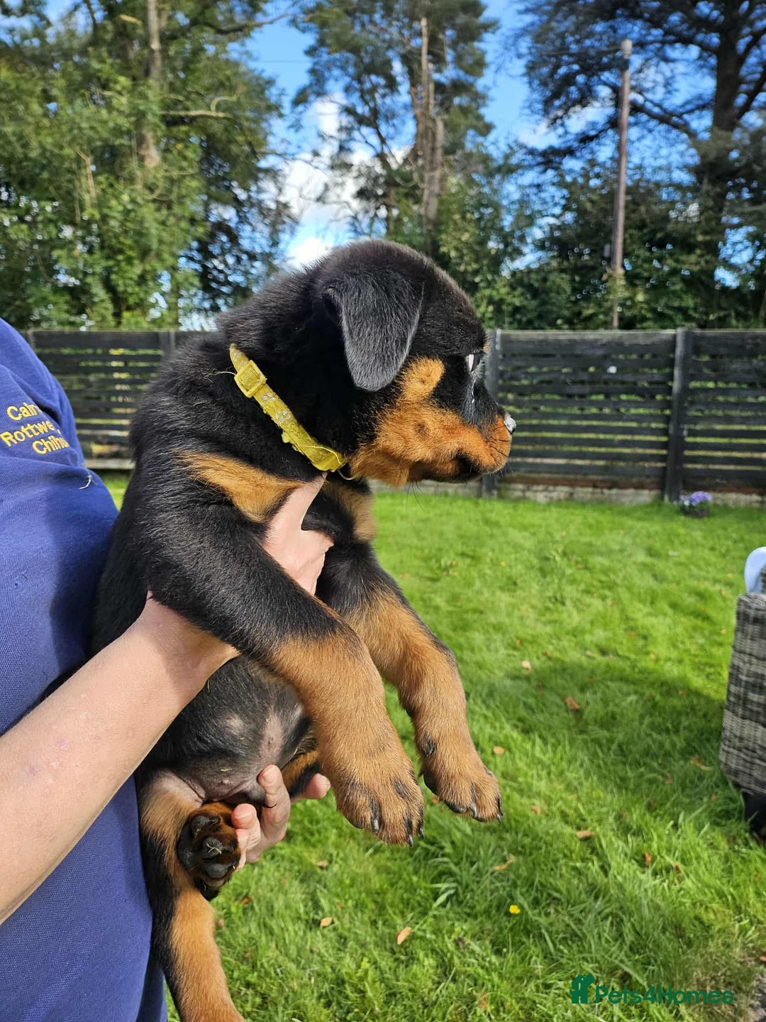 Rottweiler dogs for sale: Gorgeous KC Registered Rottweiler Puppies  - Image 10