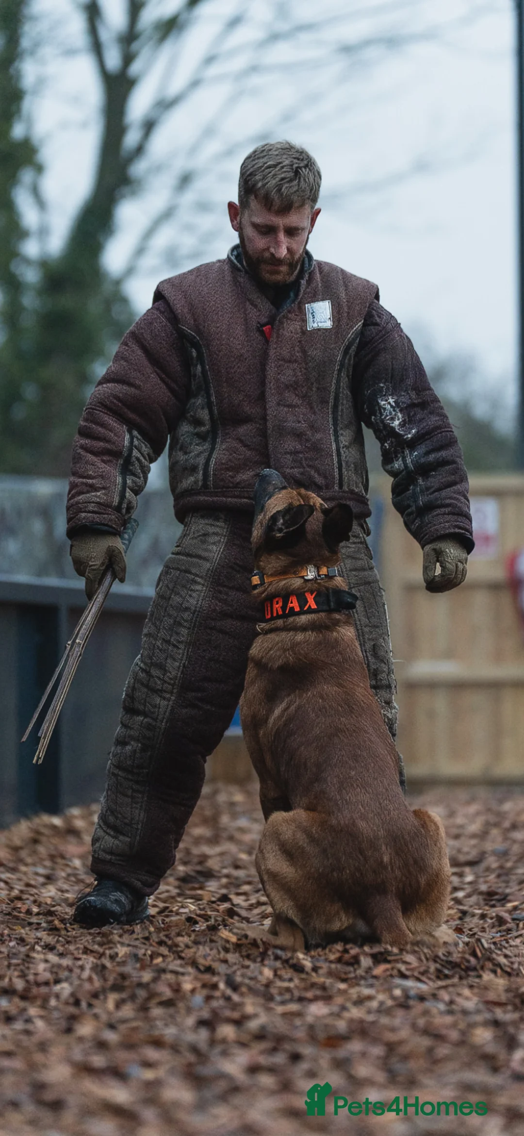 Belgian Shepherd Dog dogs for stud: Health tested KC Belgian Malinois for stud  - Advert 4