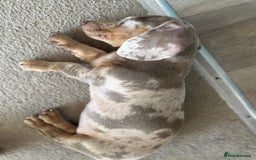 Dachshund dogs for sale: Ready now, last 3 Dachshund Puppies - Image 33