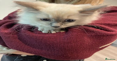 Ragdoll cats - Advert 9