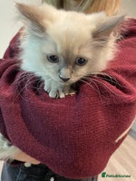 Ragdoll cats - Advert 16