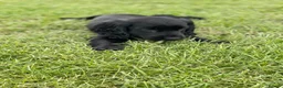 Cocker Spaniel dogs for sale: SHOW TYPE COCKER SPANEILS now ready for new home - Advert 7