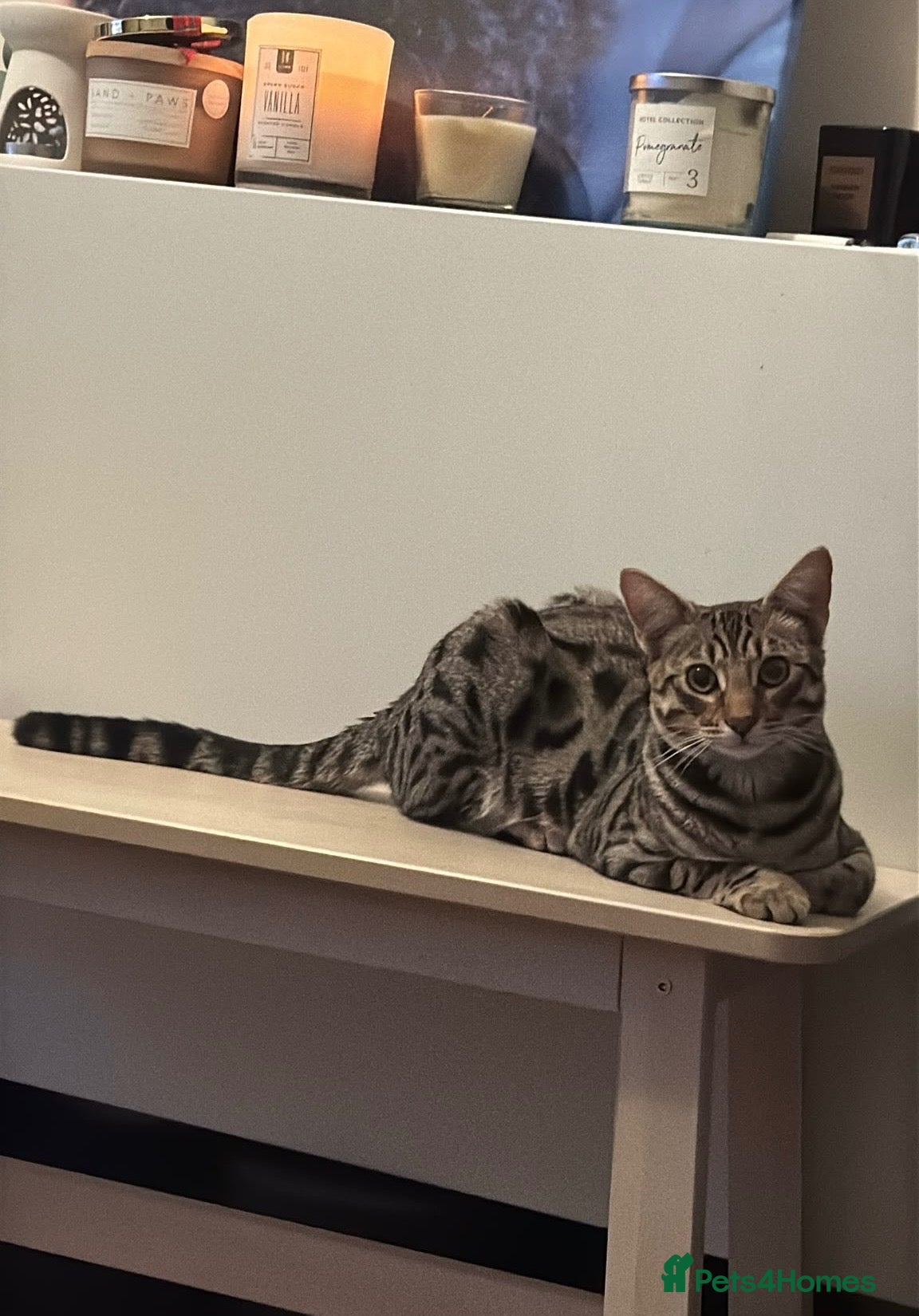 Savannah cats Savannah cat  - Advert 3