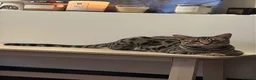 Savannah cats for sale: Savannah cat  - Advert 1