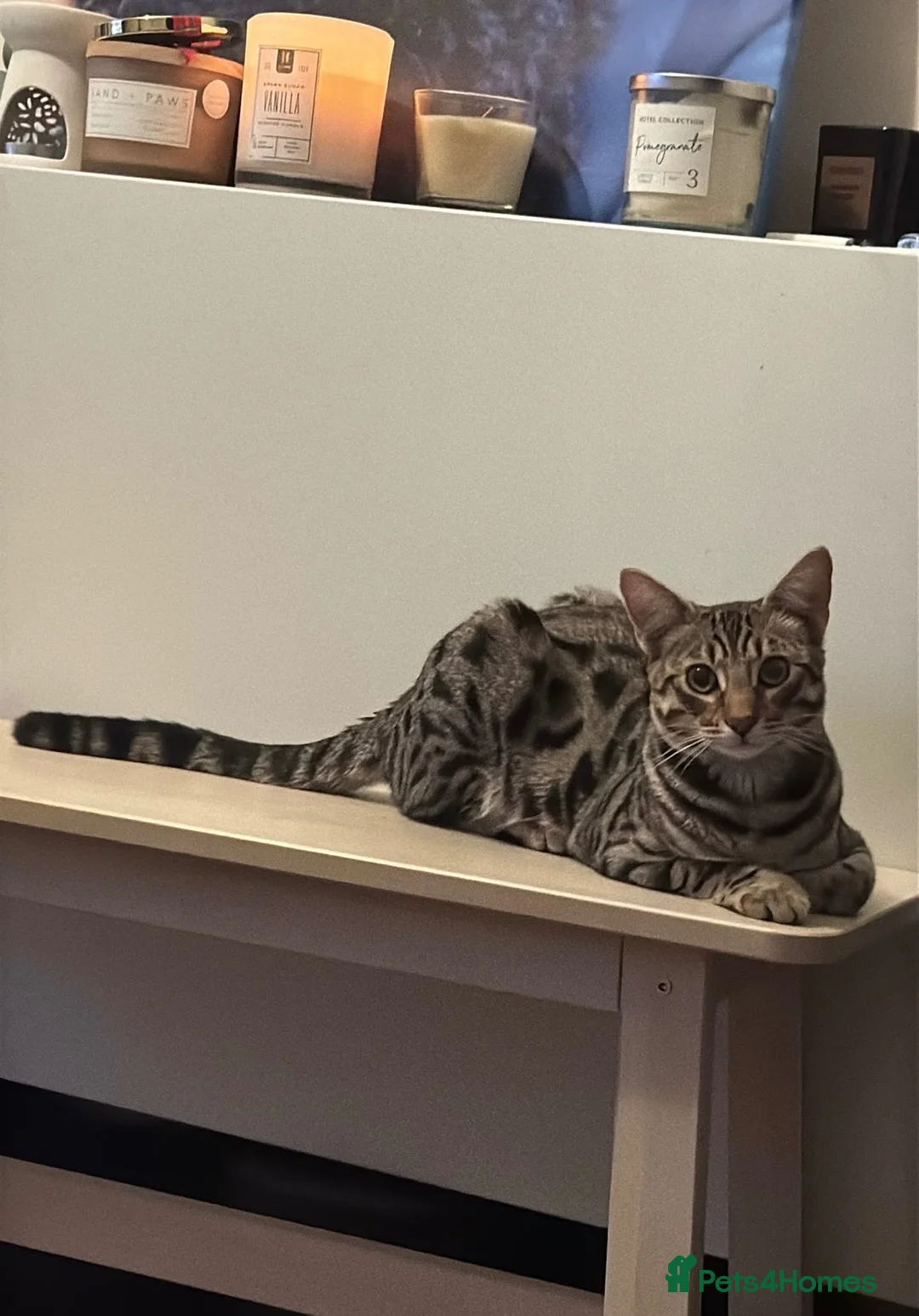 Savannah cats for sale: Savannah cat  - Advert 1