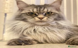 Maine Coon cats for sale: Maine Coon Kittens Ready for Their Forever Homes - Image 9