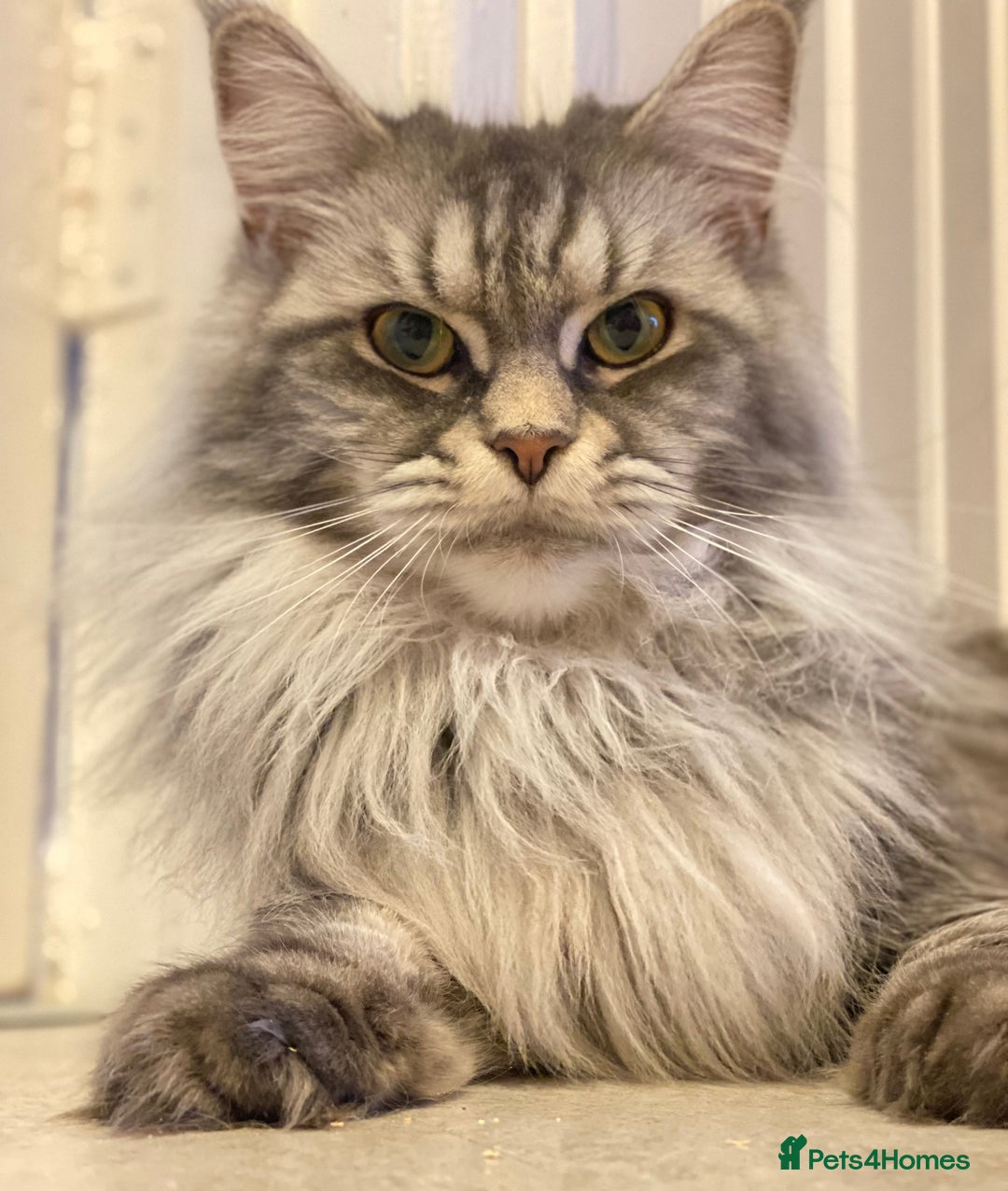 Maine Coon cats for sale: Maine Coon Kittens Ready for Their Forever Homes - Image 9
