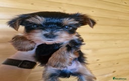 Yorkshire Terrier dogs for sale: Miss Bella and adorable boys - Image 9