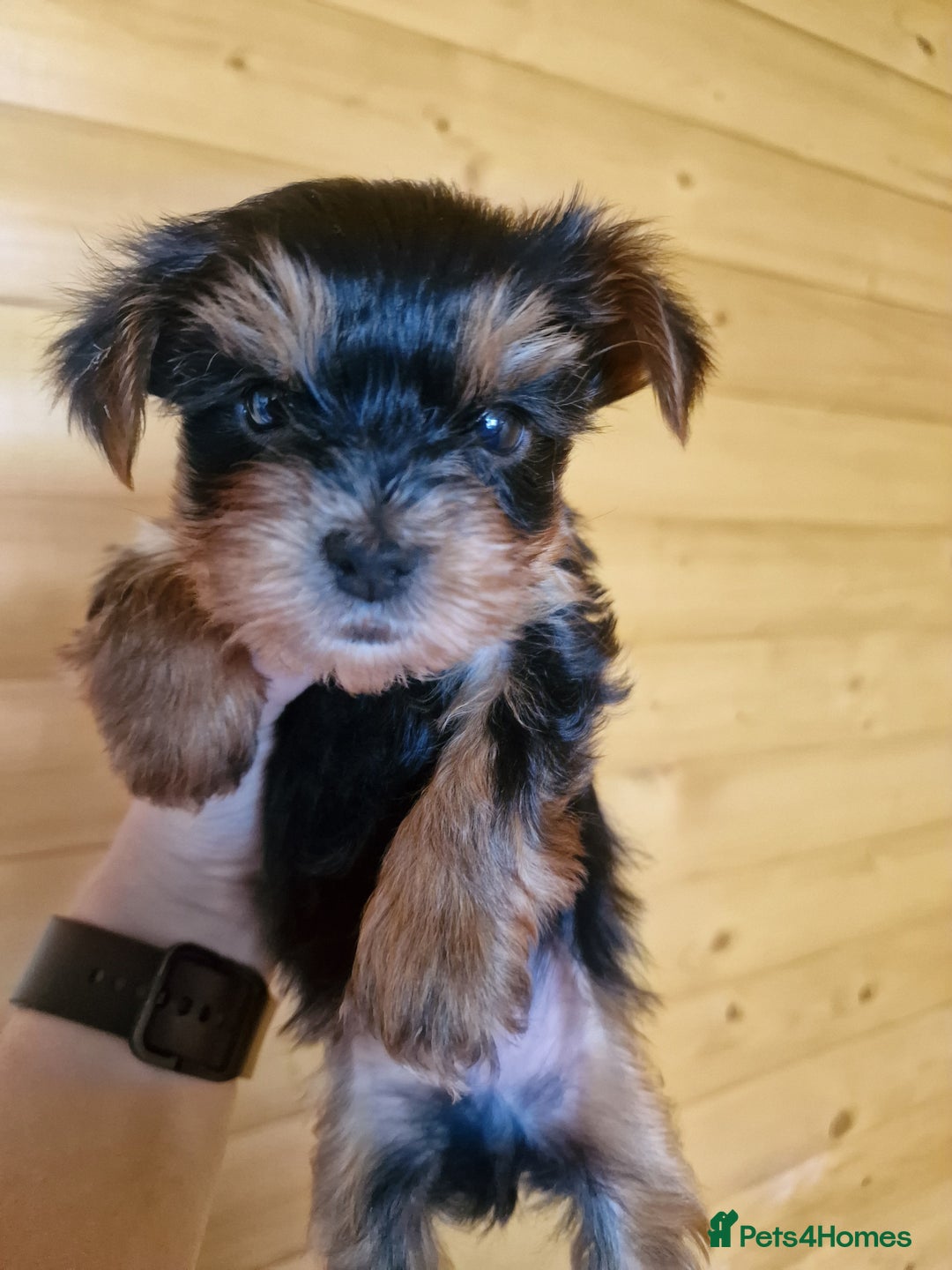 Yorkshire Terrier dogs for sale: Miss Bella and adorable boys - Image 9