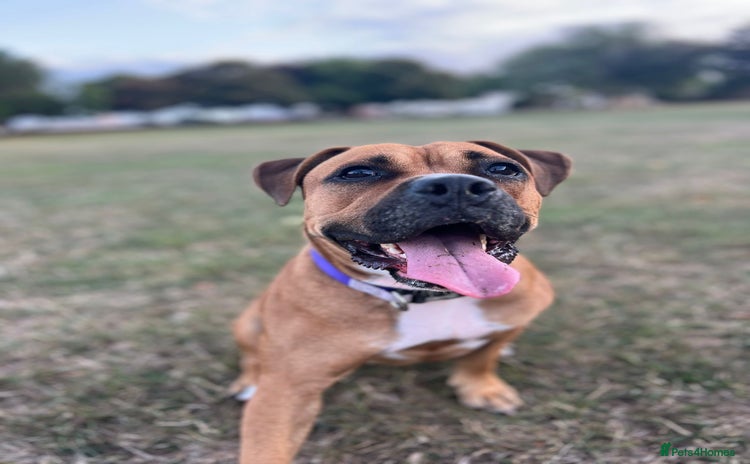 Mixed Breed dogs - Advert 1