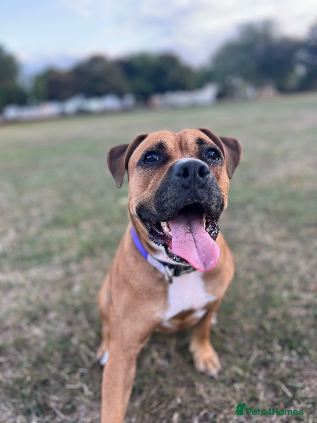 Mixed Breed dogs for sale: Scarlett  - Image 1