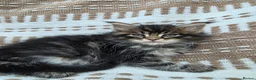 Maine Coon cats for sale: Sociable maine coon kittens - Advert 14
