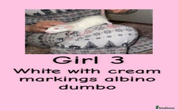 Rat rodents for sale: Beautiful baby rats looking for forever homes! - Advert 3