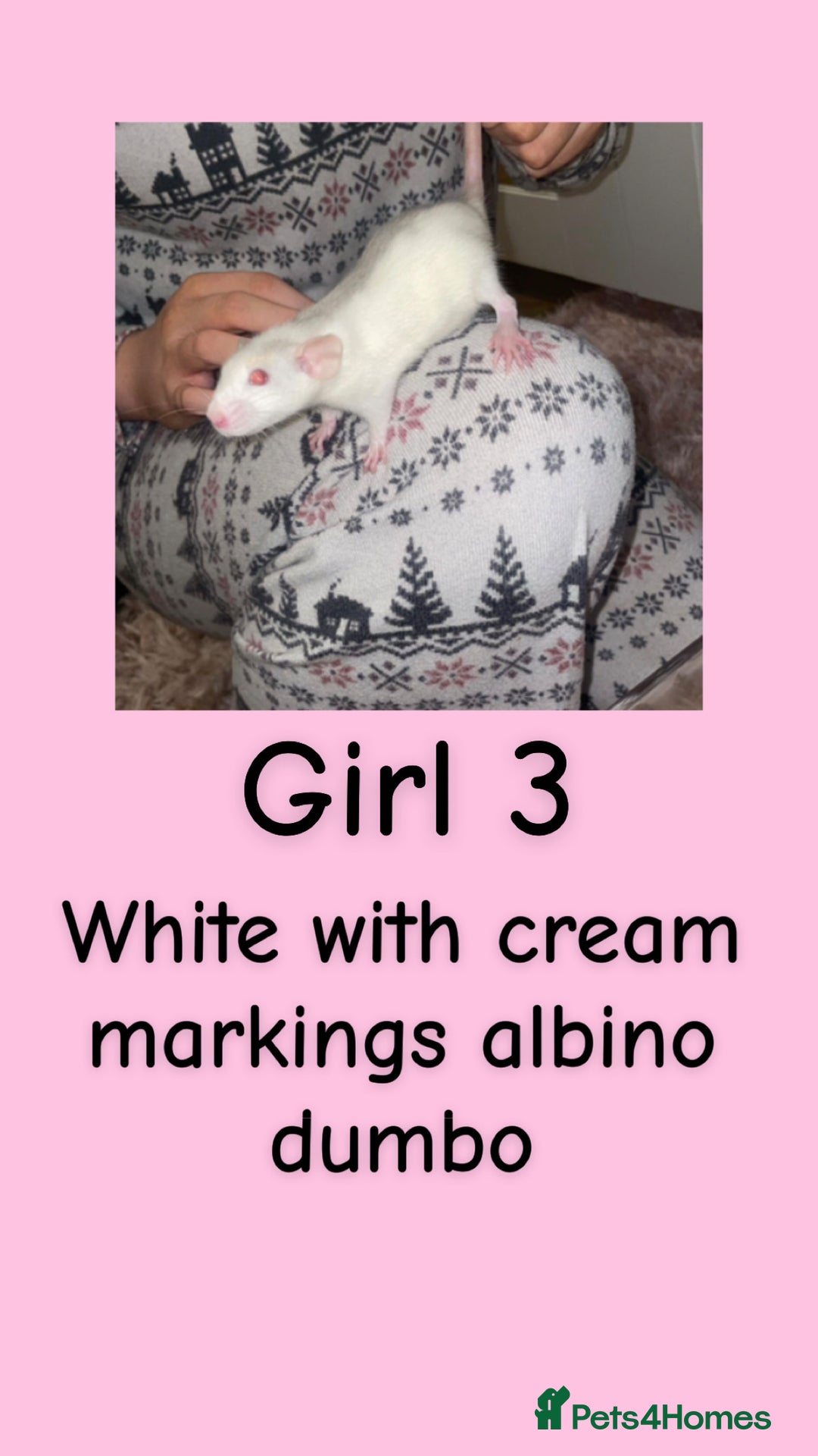 Rat rodents for sale: Beautiful baby rats looking for forever homes! - Advert 3