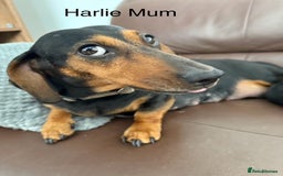 Miniature Dachshund dogs for sale: stunning litter of dachshunds - Image 16