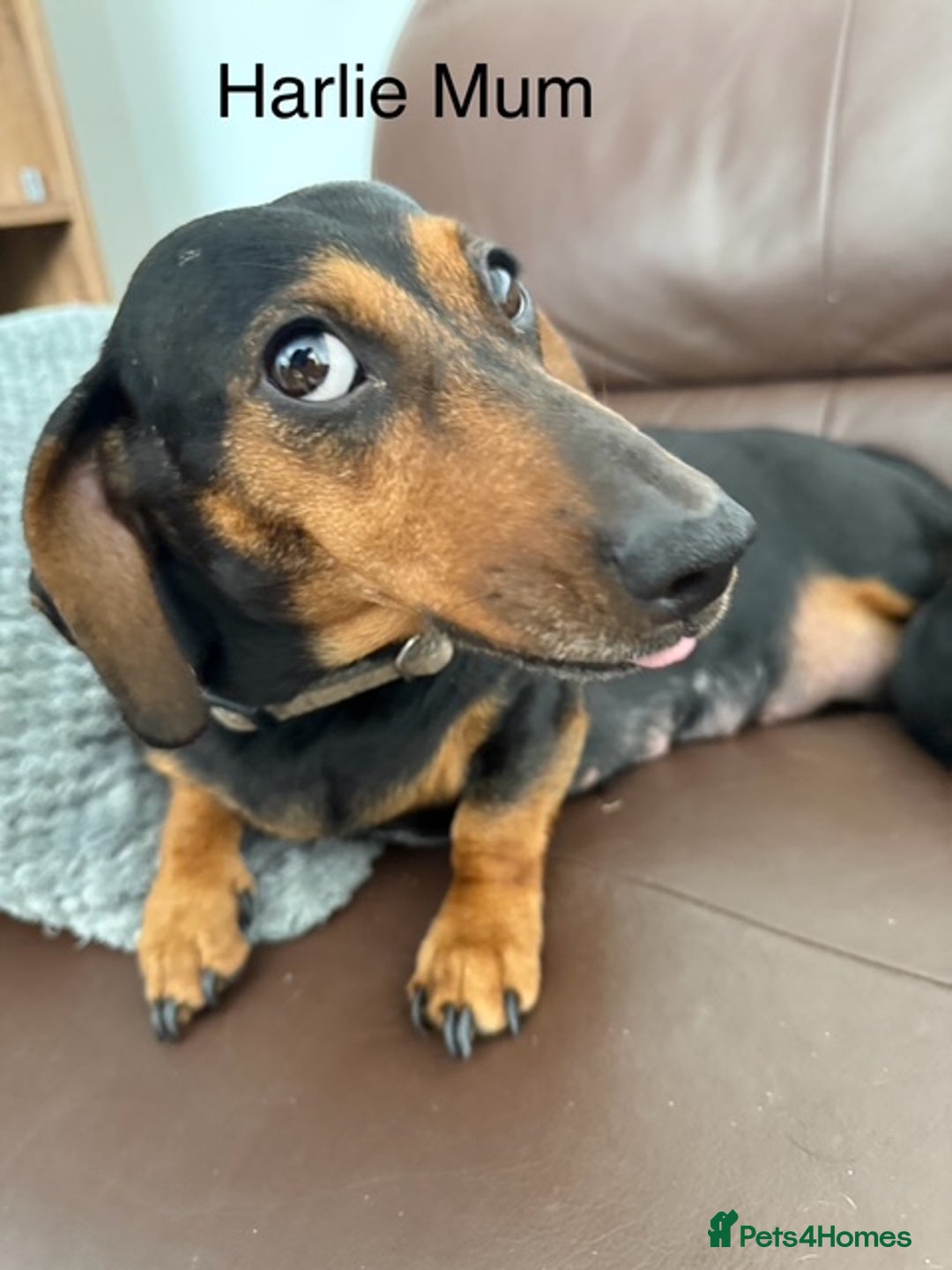 Miniature Dachshund dogs for sale: stunning litter of dachshunds - Image 16