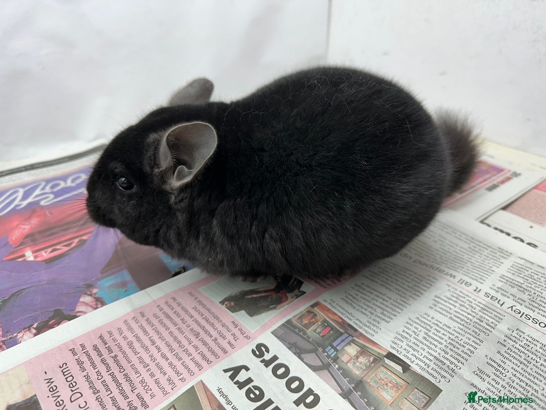 Chinchilla rodents for sale: Sooty, Fabulous Extra Dark Ebony boy.  Super tame - Advert 3