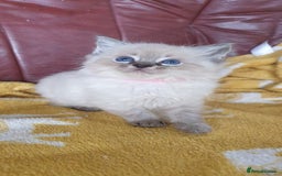 Ragdoll cats for sale: Stunning GCCF Registered Ragdoll Kittens. - Image 8
