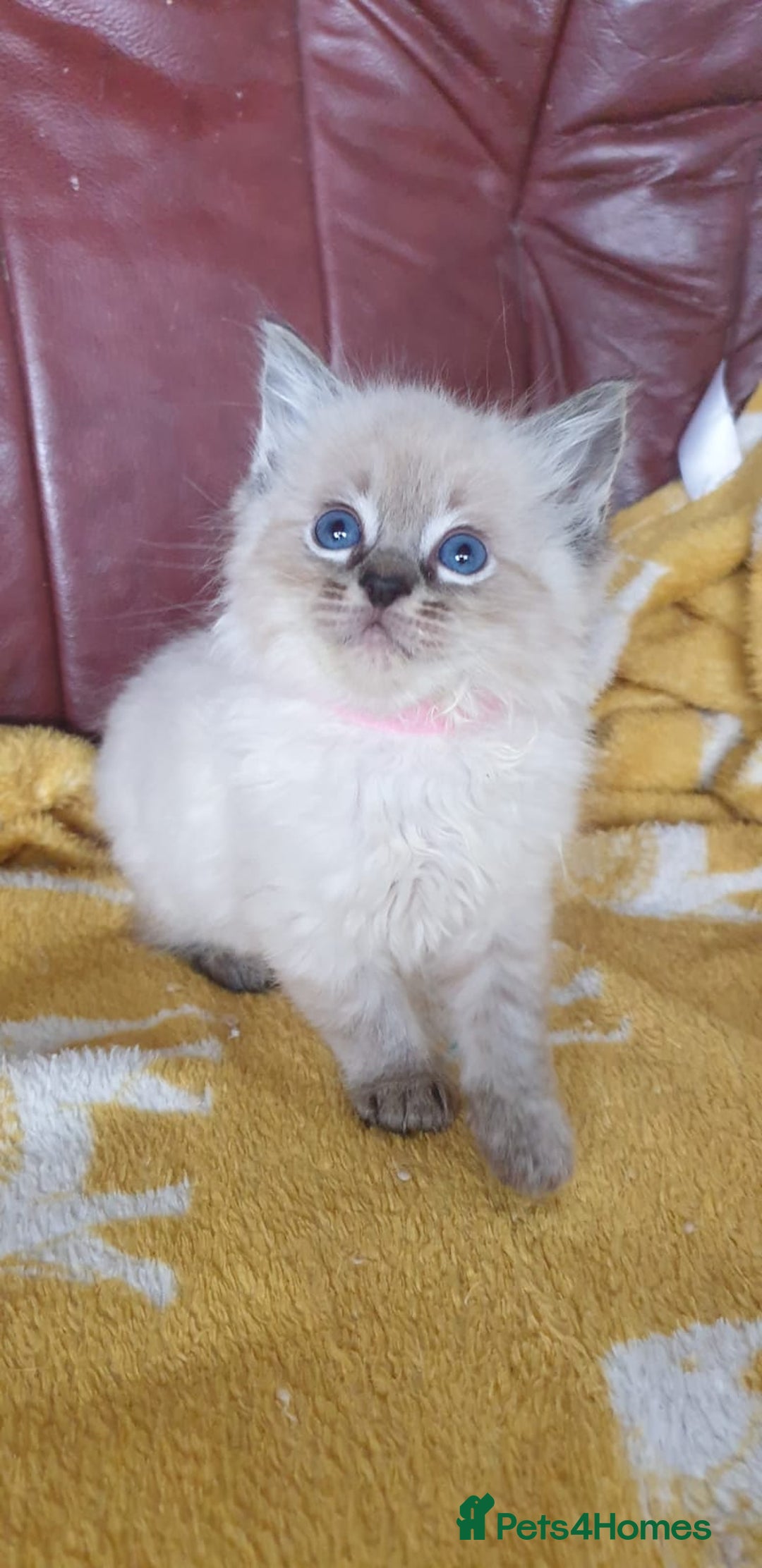 Ragdoll cats for sale: Stunning GCCF Registered Ragdoll Kittens. - Image 8