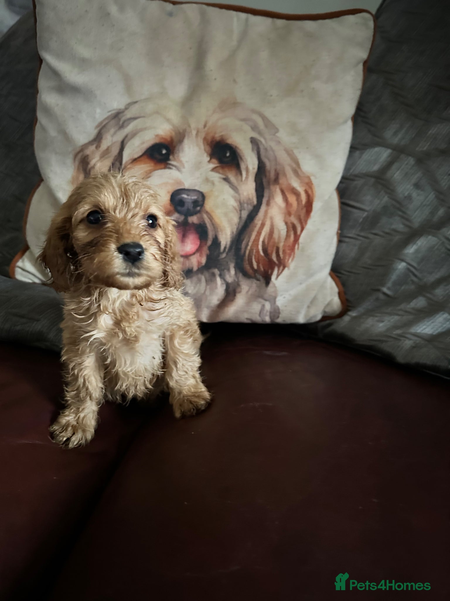 Cockapoo dogs Stunning cockapoo puppies  - Advert 7