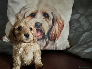 Cockapoo dogs Stunning cockapoo puppies - Advert 7