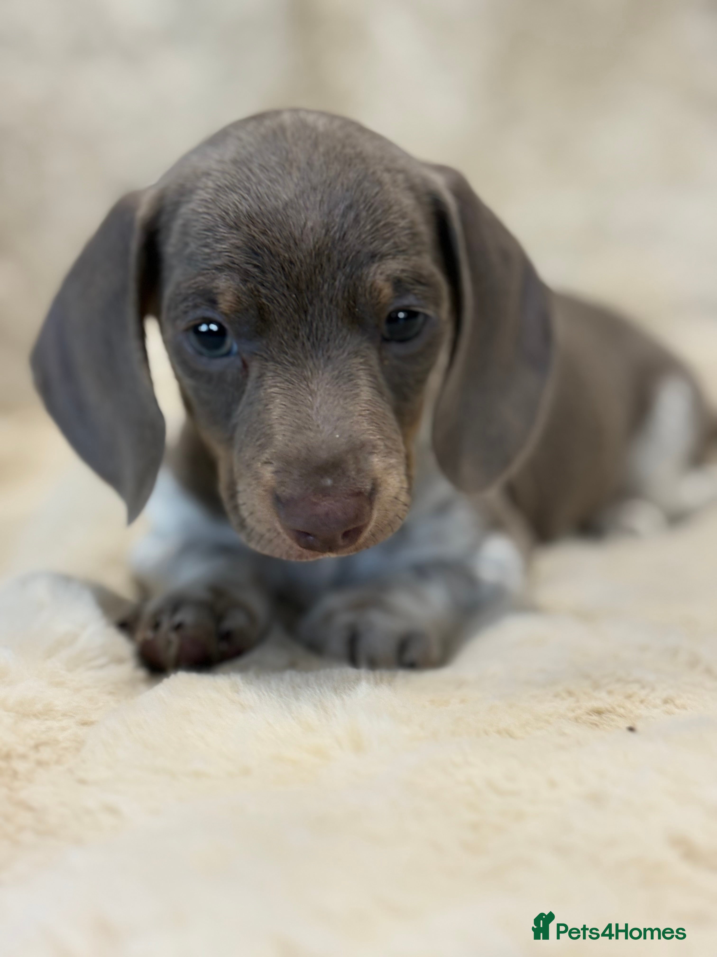 Miniature Dachshund dogs Quality health tested mini smooth dachshund pups  - Advert 5