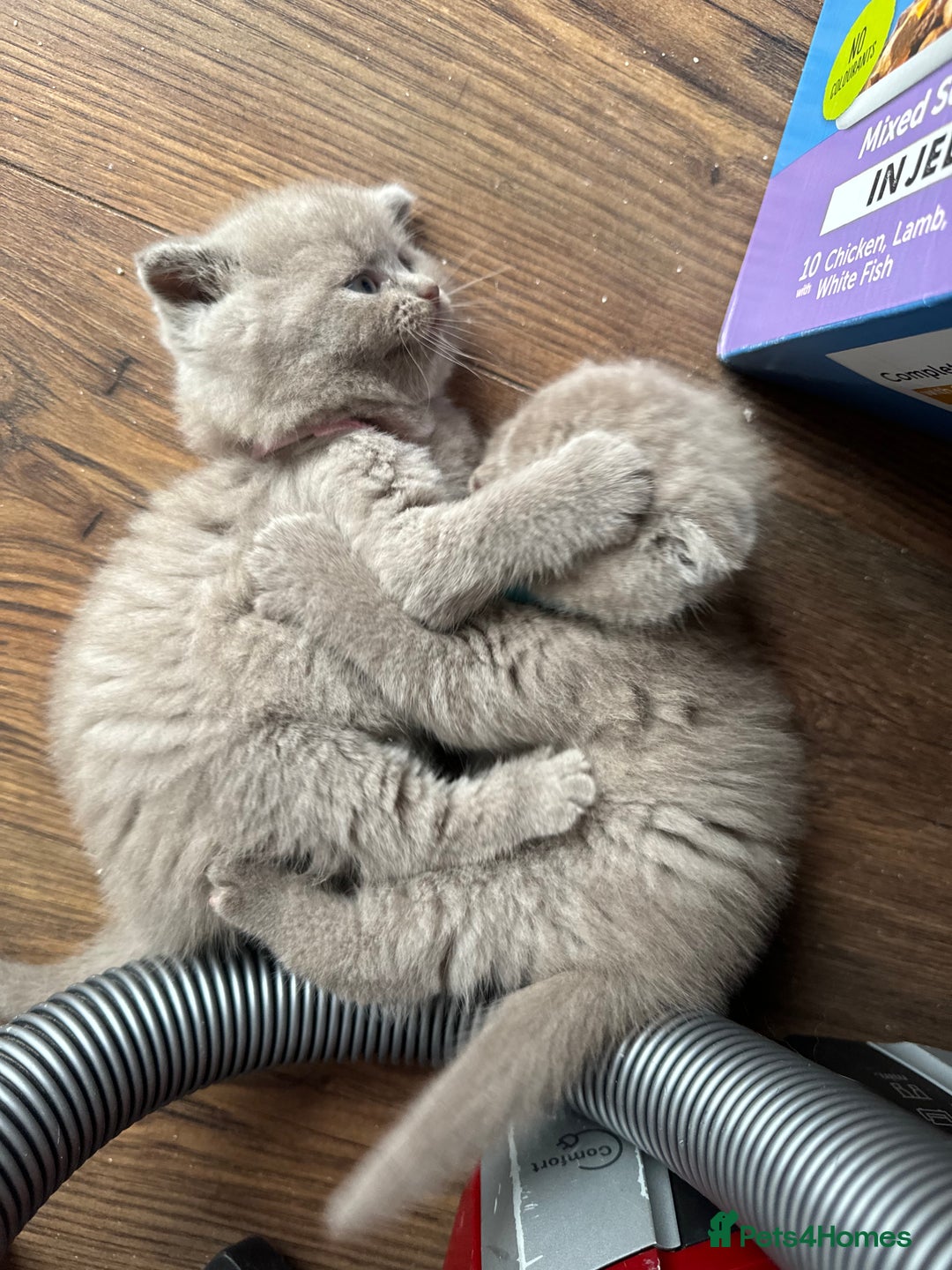 Scottish Fold cats for sale: Adorable Scottish Fold & Straight Kittens 💕🐾 - Image 21