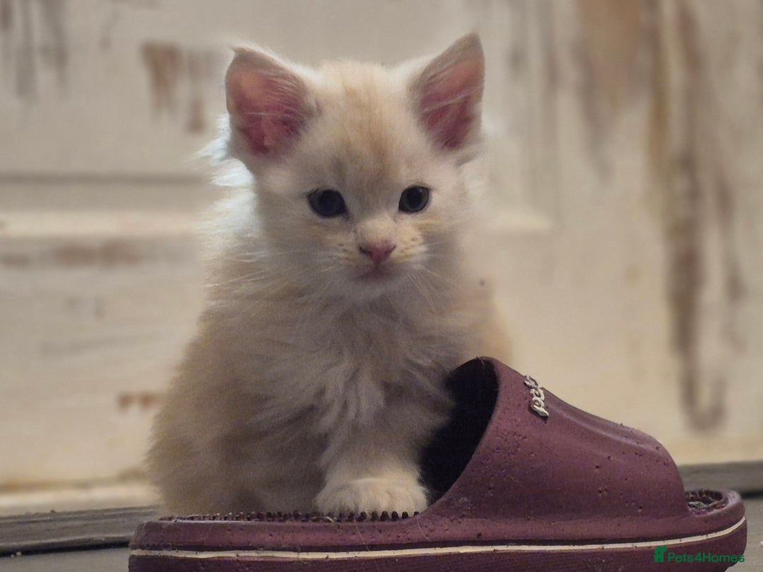 Maine Coon cats for sale: Beautiful kittens available  in January  - Advert 4