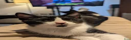 Mixed Breed cats for sale: Pair of Domestic Shorthair tuxedo kittens for sale - Advert 3
