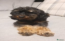 Cockapoo dogs for sale: Cockapoo - Advert 4