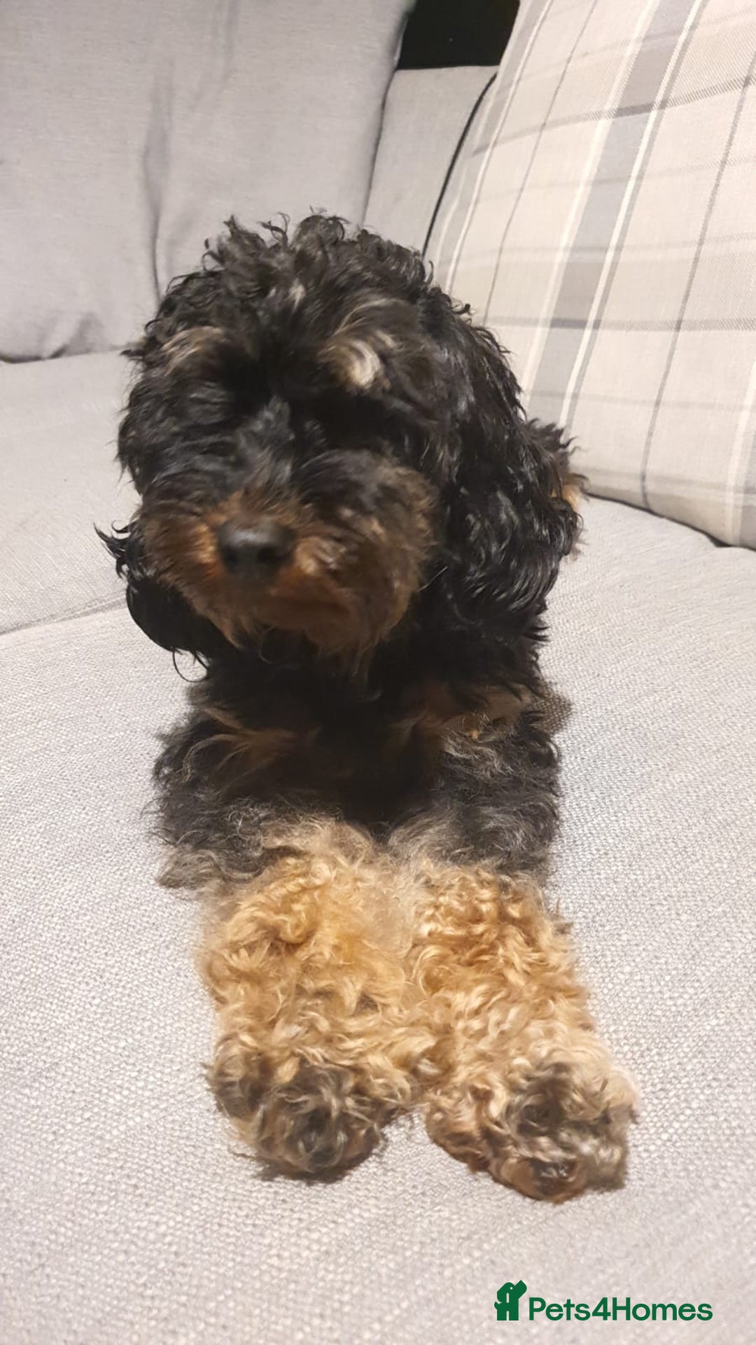 Cockapoo dogs for sale: Cockapoo - Advert 4