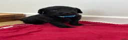 Labradoodle dogs for sale: Extensively Health Tested F1 Miniature Labradoodle - Advert 26