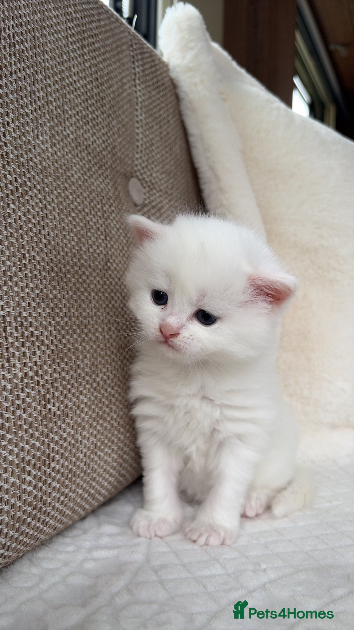 Mixed Breed cats 4 adorable kittens for sale  - Advert 1