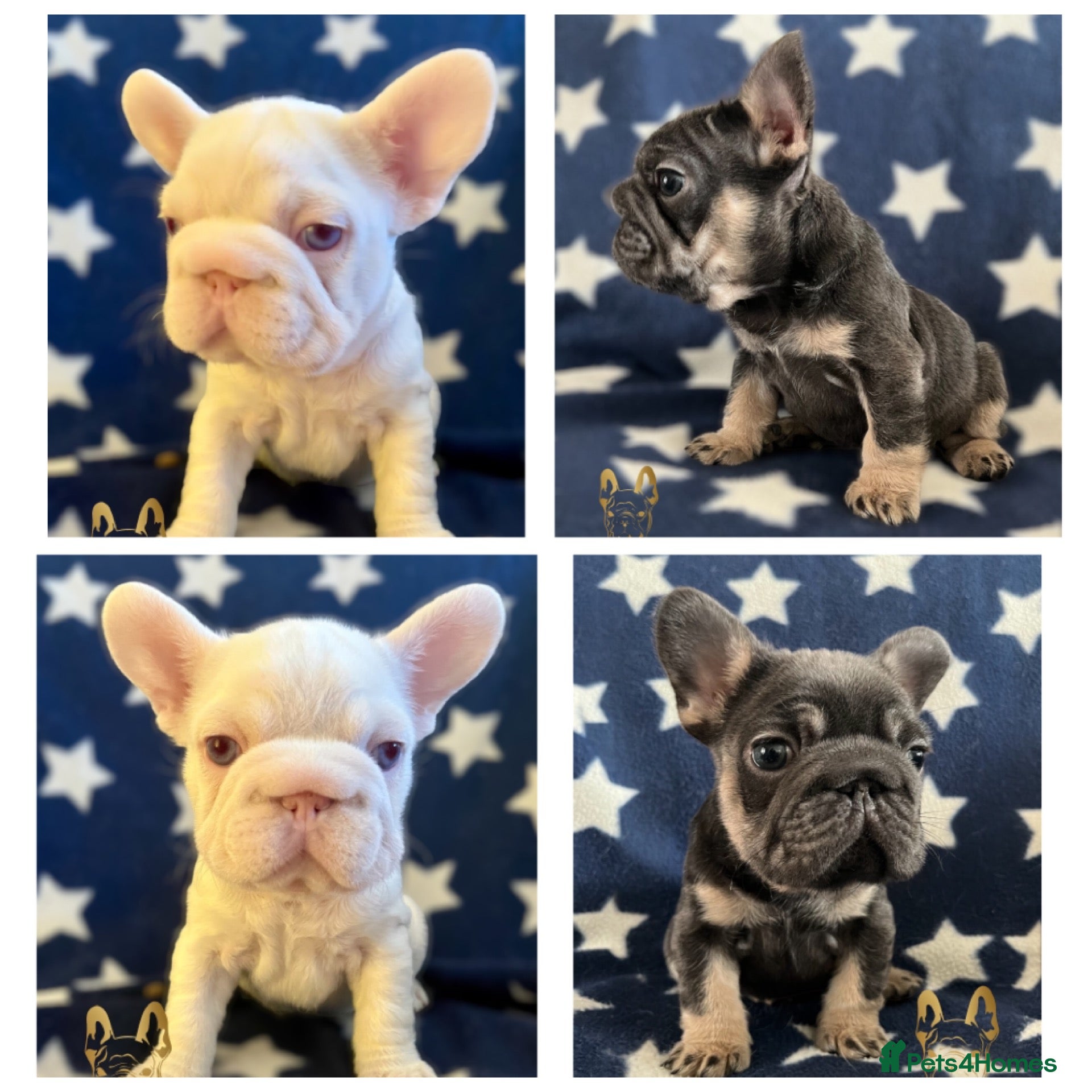 French Bulldog dogs Health tested KC French Bulldogs - Advert 2