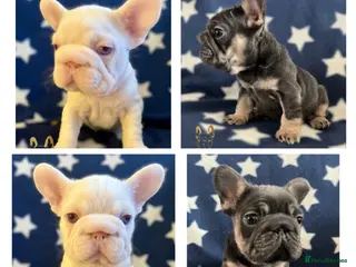 French Bulldog dogs Health tested KC French Bulldogs - Advert 2