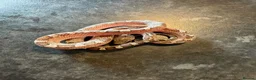 Corn Snake reptiles for sale: Corn snakes WOW AMAZING  - Advert 13