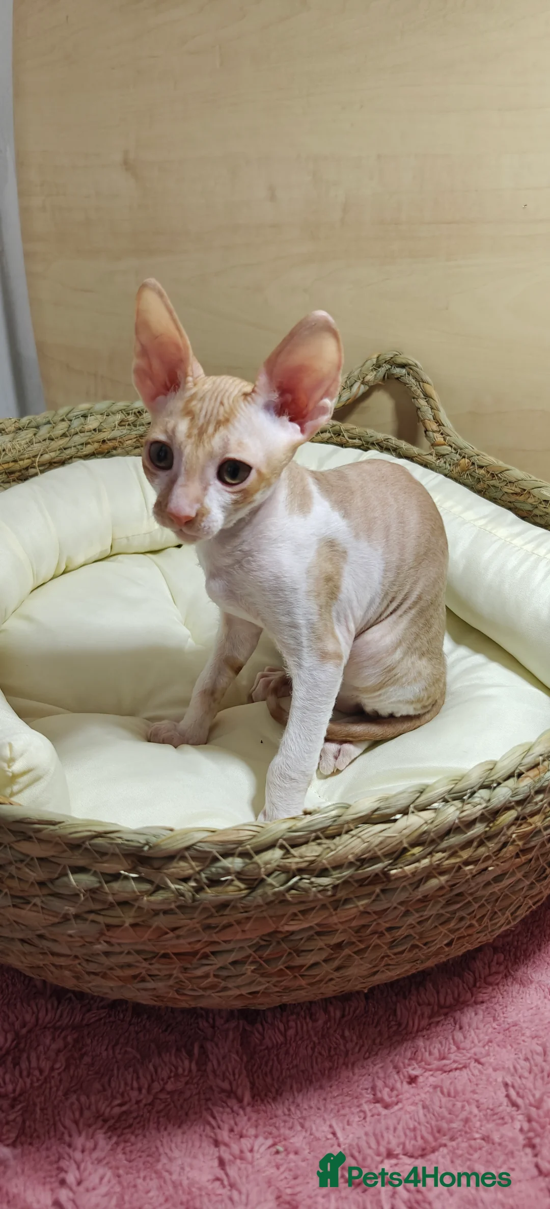 Cornish Rex cats for sale: Cornish Rex kitten ready to new home  - Advert 7