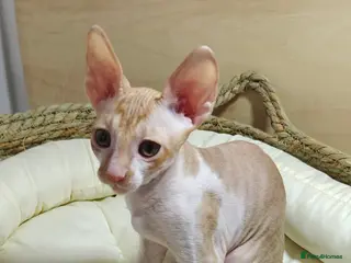 Cornish Rex cats Cornish Rex kitten ready to new home - Advert 1