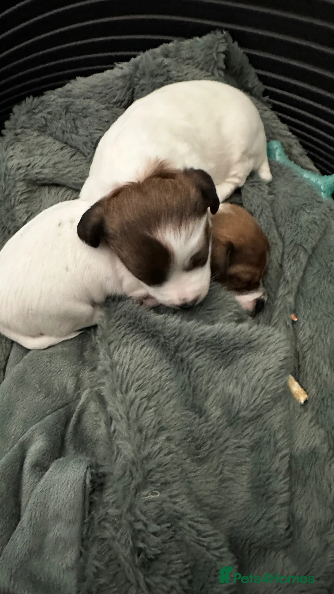 Jack Russell dogs for sale: Beautiful Miniature Jack Russell’s  - Advert 22