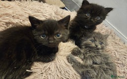 British Shorthair cats for sale: 4 lovely kittens - Image 2