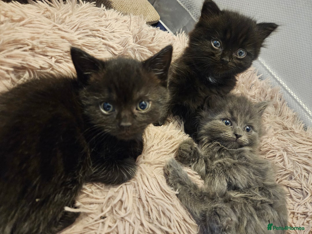 British Shorthair cats for sale: 4 lovely kittens - Image 2