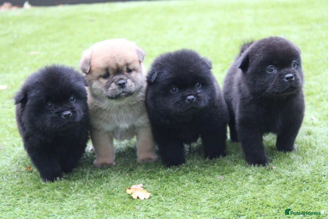 Mixed Breed dogs for sale: 🐾 Chow Chow x Japanese Chin CHINCHOWS 🐾 - Advert 4