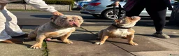 Olde English Bulldogge dogs for sale: Nebbr Female Olde english  - Advert 2