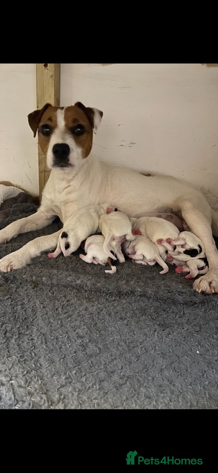Jack Russell dogs 7 beautiful jack Russell puppies  - Advert 18