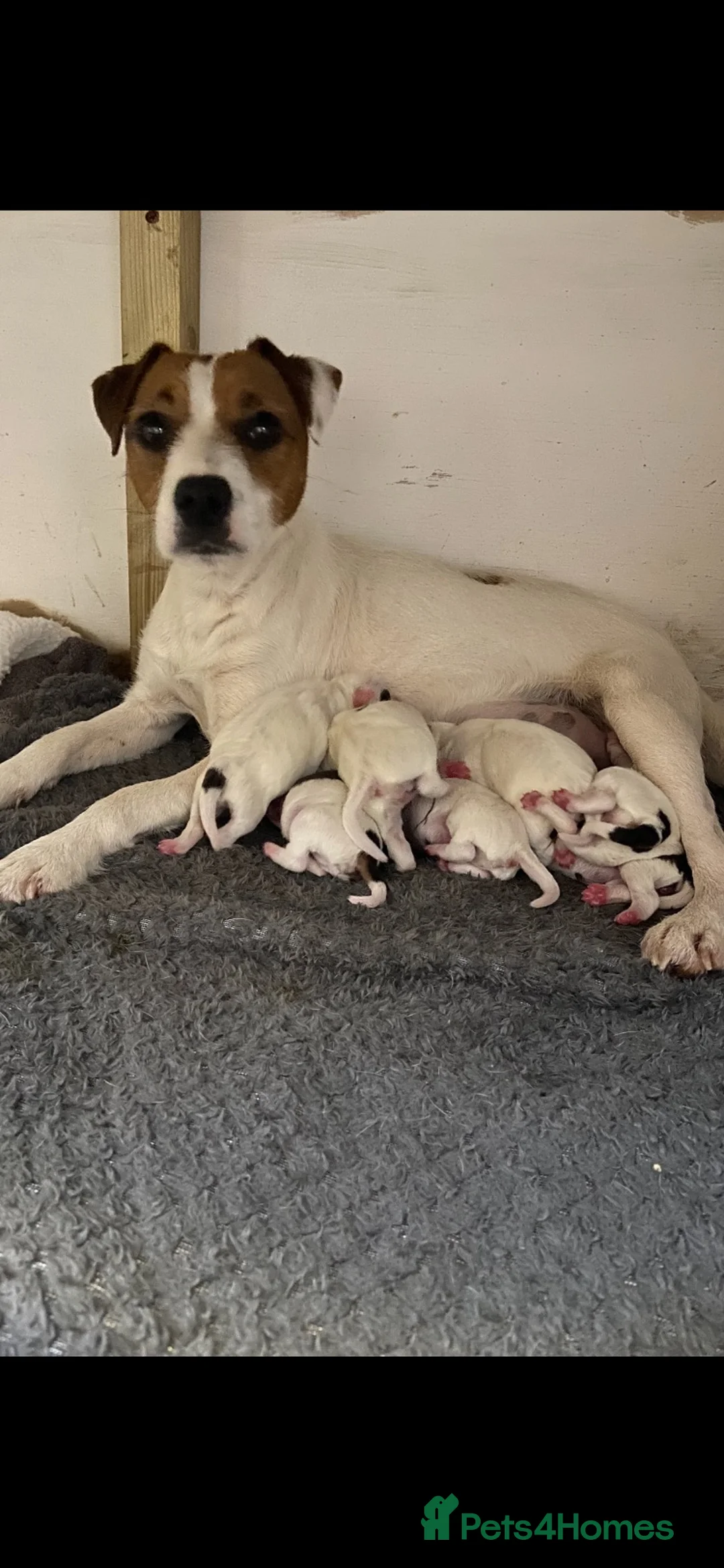 Jack Russell dogs for sale: 7 beautiful jack Russell puppies  - Advert 1