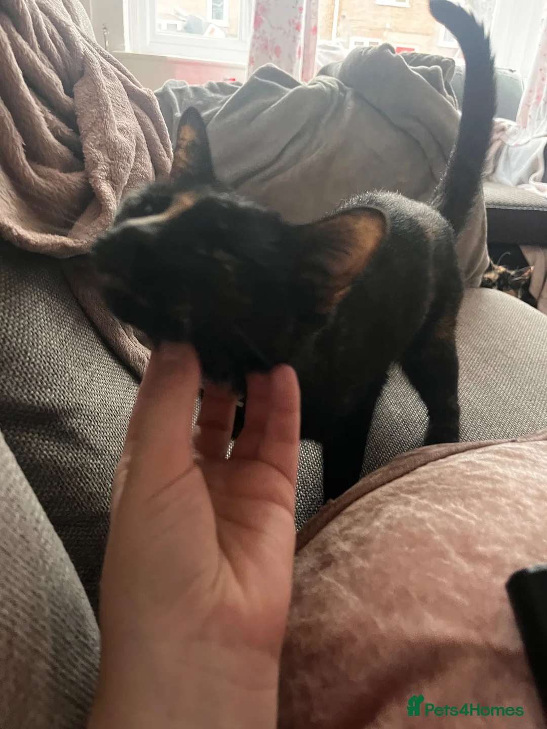 Mixed Breed cats for sale: 2 female cats for sale in Norwich - Advert 2