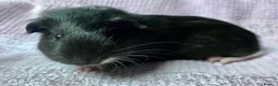 Guinea Pig rodents for sale: Young Sow Guinea pigs  - Advert 8