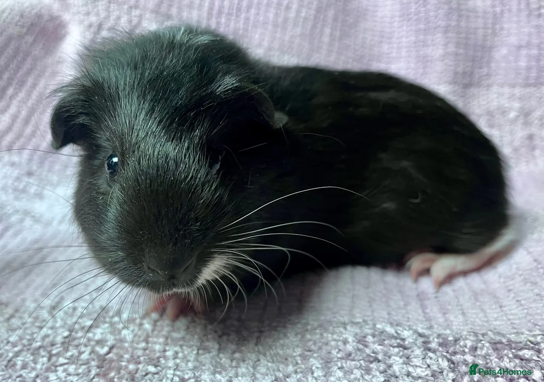 Guinea Pig rodents for sale: Young Sow Guinea pigs  - Advert 8