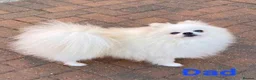 Pomeranian dogs for sale: Stunning KC teddy bear Pomeranian Puppies in Newark - Advert 11